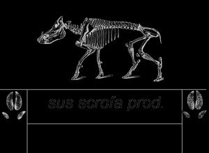 susscrofa